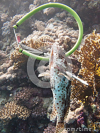 A diver fishing with harpoon irregularly a fish Hemichromis bimaculatus, in the Red Sea off the coast of Saudi Arabia Stock Photo