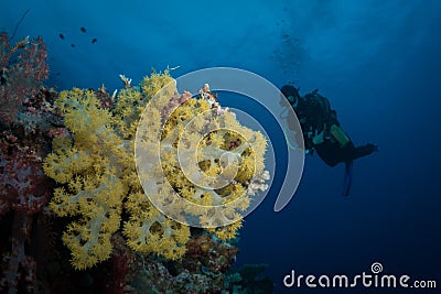 Diver looking at a coral Editorial Stock Photo