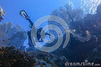 A diver in the Red Sea in Egypt sails past giant soft coral Alcyonacea Gorgonias. Colorful life on a coral reef. Diver heading. Stock Photo