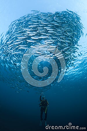 Diver with a school of Jacks Stock Photo