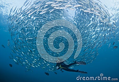 Diver with a school of Jacks Stock Photo