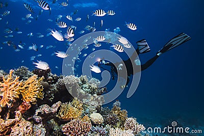 Diver swimming next to the reef with his torch Stock Photo