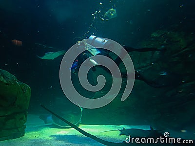 Toronto, Ontario, Canada - August 2 , 2023 : Diver swimming with sting rays during stingray show at Ripley's aquarium Editorial Stock Photo