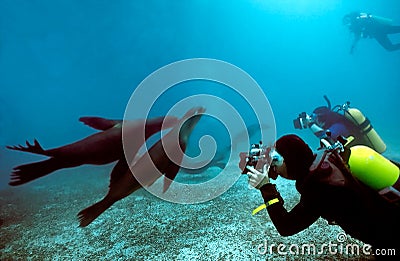 Divers and Galapagos Sea Lions Stock Photo