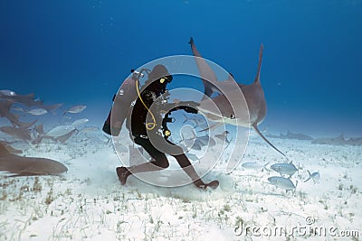 Divers interacting with Great Hammerheads (Sphyrna mokarran) in Bimini Editorial Stock Photo