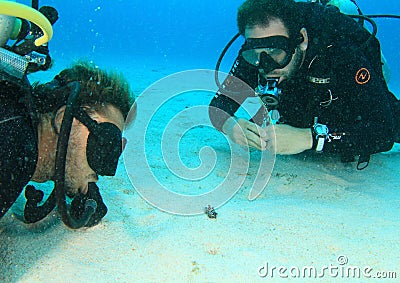 Divers watching flamboyant cuttlefish Editorial Stock Photo