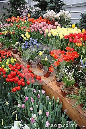 A diverse collection of tulips.Different shapes and colors of flowers Stock Photo