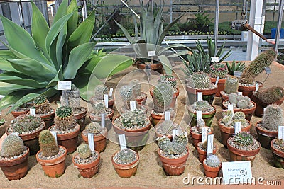 succulent cacti gothenburg cactus botanical diverse desert plants garden group small sweden big