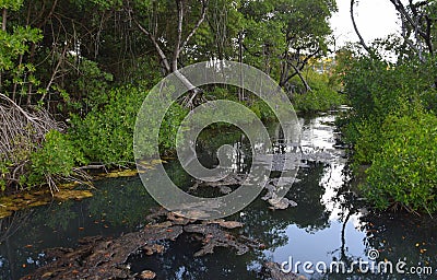 Curacao Rif Mangrove Park landscape Stock Photo