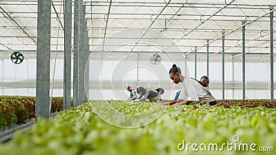 Diverse people working in greenhouse gathering lettuce doing quality control inspecting leaves removing damaged plants Stock Photo