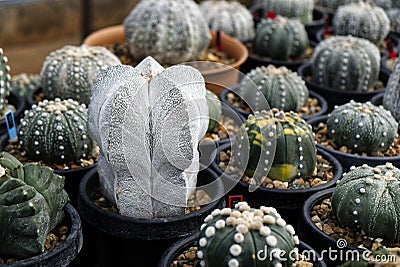 Diverse Varieties of Cactus, Succulent and Bougainvillea Plants in a Greenhouse Nursery Stock Photo