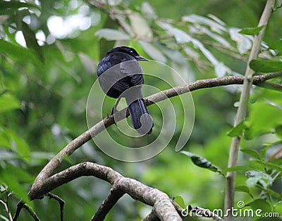 The Melodious Blackbird showing the tail Stock Photo