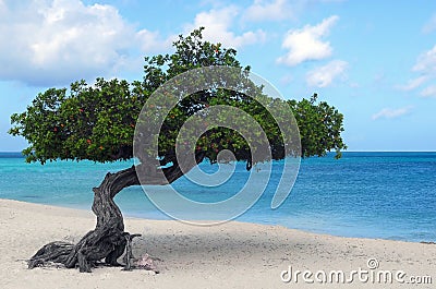 Divi Divi tree on Eagle Beach in Aruba Stock Photo