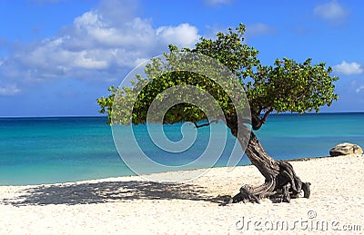 Divi Divi tree on Eagle Beach in Aruba Stock Photo