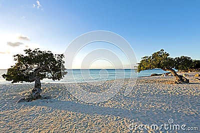 Divi divi trees on Aruba island in the Caribbean Stock Photo