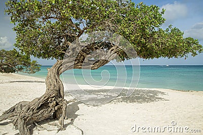 Divi divi trees on Eagle beach - Aruba Stock Photo