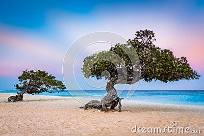 Divi-Divi trees on Eagle Beach, Aruba Stock Photo