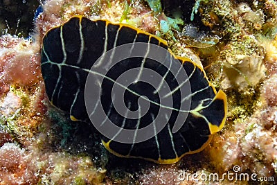 A Divided Flatworm Pseudoceros dimidiatus in the Red Sea Stock Photo