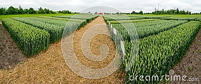 sectors of the demo plot of grain with a table plate, new varieties in agriculture Stock Photo