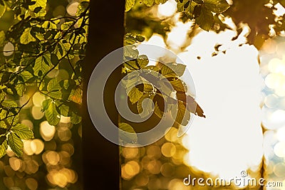 Divine sunset ray glow in the forest Stock Photo