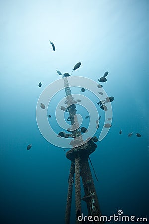 Diving Stock Photo