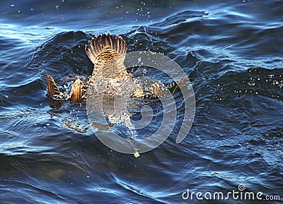 Diving bird common eider in blue water Stock Photo