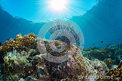 Diving in colorful reef underwater Stock Photo