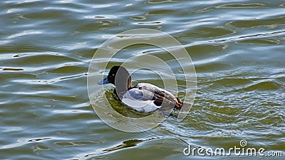 Diving duck Greater scaup or Aythya marila male portrait in river, selective focus, shallow DOF Stock Photo