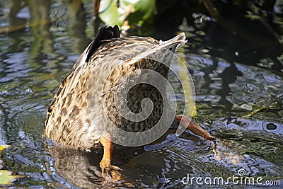 Diving duck, tail, and legs sticking out of the water. Duck up booty. The bird is looking for food diving head down Stock Photo