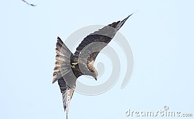 Diving Eagle Stock Photo