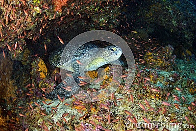 A Pacific Green Sea Turtle resting under a rock ledge, Galapagos Stock Photo