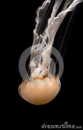 Diving Pacific Sea Nettle Vertical Image Stock Photo