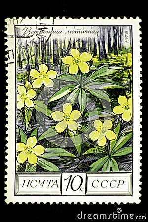 08 12 2019 Divnoe Stavropol Territory Russia postage stamp USSR 1975 anemone buttercup a yellow flowers with green leaves Editorial Stock Photo