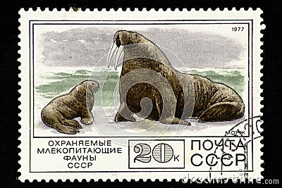 07.24.2019 Divnoe Stavropol Territory Russia Postage Stamp of the USSR 1977. Series - Protected Mammals of the Fauna of the USSR Editorial Stock Photo