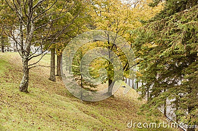 Sloping ground with trees with yellow foliage Editorial Stock Photo