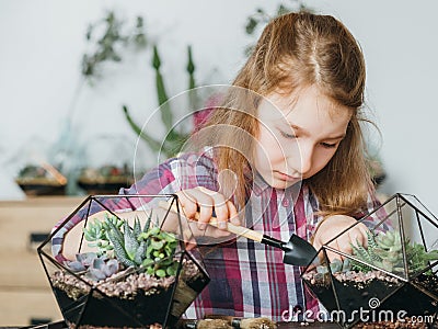 Diy florarium creative hobby growing succulents Stock Photo