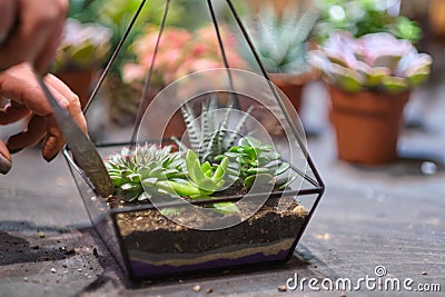 DIY florarium. Home gardening master class. Closeup of hands planting succulents in glass geometric shape vases Stock Photo