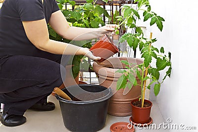 diy growing tomato plants 9 Stock Photo