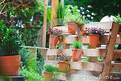 DIY recycled wooden pallet for flower pots. Storage industrial pallet used in gardening for a wall decoration as a shelf for Stock Photo