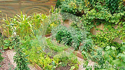 DIY wooden raised garden beds for growing organic vegetables and greens. Top view of a modern vegetable garden with raised beds Stock Photo