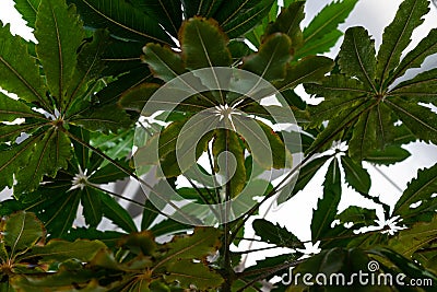 Dizygotheca elegantissima, also known as schefflera Stock Photo