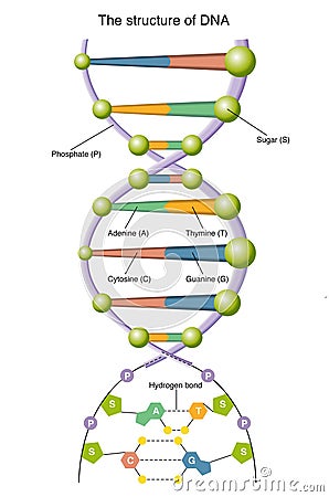 DNA Vector Illustration