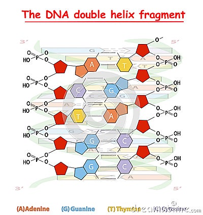 DNA double helix fragment structure: Nucleotide, Phosphate, Sugar, and bases. DNA education info graphic. Vector Illustration