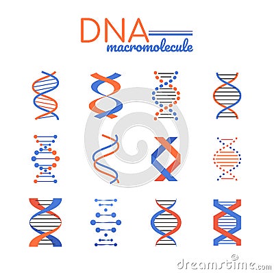 DNA macromolecule - line design style vector elements Vector Illustration