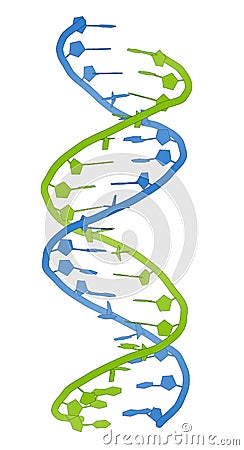 DNA molecular structure. Main carrier of genetic information in all organisms. The DNA shown here is part of a human gene and is Stock Photo