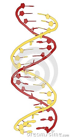 DNA molecular structure. Main carrier of genetic information in all organisms. The DNA shown here is part of a human gene and is Stock Photo