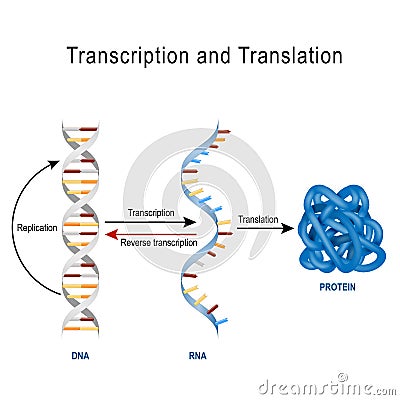 DNA Replication, Protein synthesis, Transcription and translation. Vector Illustration