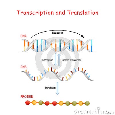 DNA Replication, Protein synthesis, Transcription and translation Vector Illustration