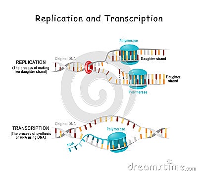 DNA Replication and Transcription Vector Illustration