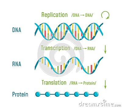 DNA Replication, Transcription and Translation Vector Illustration